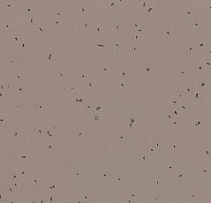 Линолеум Forbo Sphera Energetic 50224 fossil фото 1 | FLOORDEALER